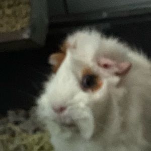 Meet your Posher, Aliso